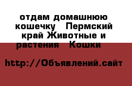 отдам домашнюю кошечку - Пермский край Животные и растения » Кошки   